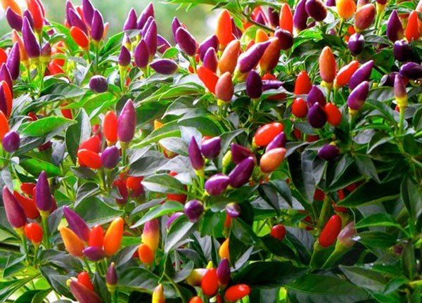 Cách trồng cà chua lê, ớt nhiều màu lạ mắt ngay tại nhà