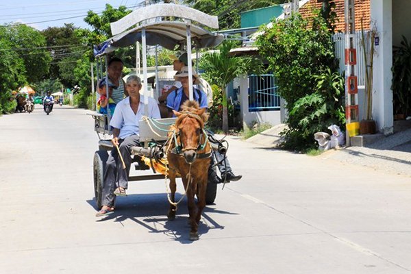 Khám phá ngoại ô Nha Trang bằng xe ngựa