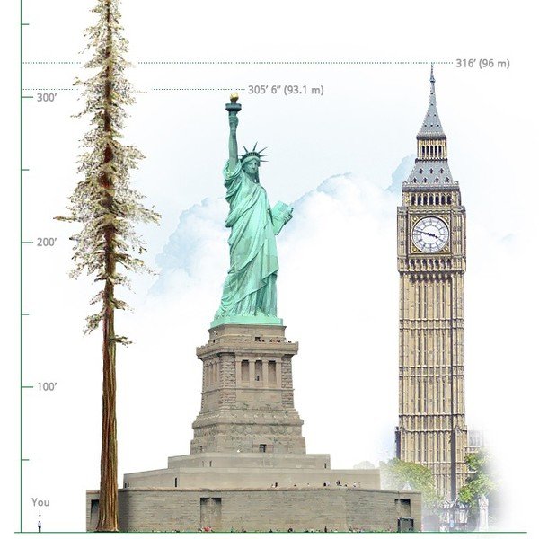 Loài cây cao nhất thế giới cao đến mức độ nào?