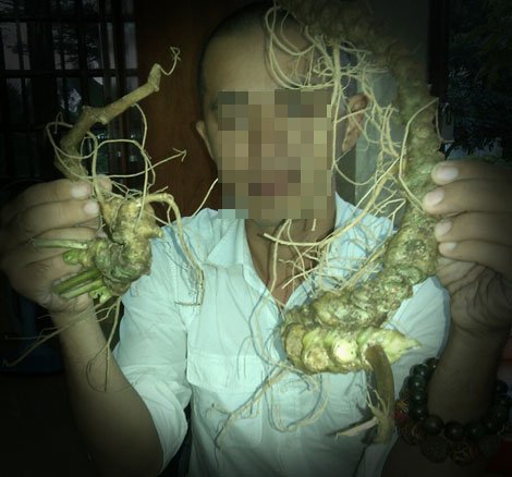 Cách phân biệt sâm Ngọc Linh thật - giả