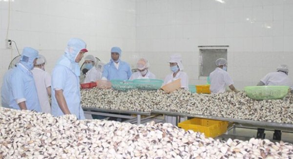 Australia trả lại ngao Việt Nam vì chứa chất cấm