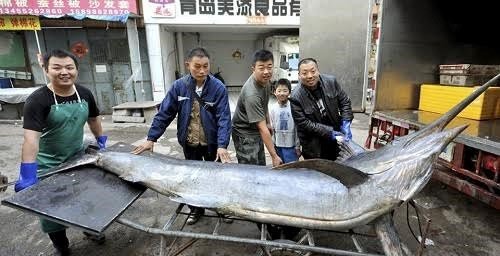 Cá kiếm dài hơn 4 mét lọt lưới ngư dân Trung Quốc