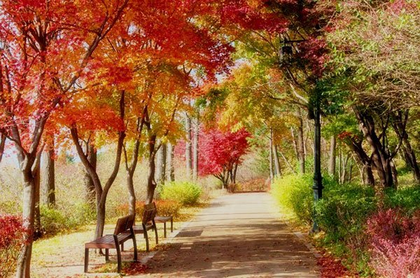 Những địa điểm ngắm lá vàng mùa thu ở Seoul