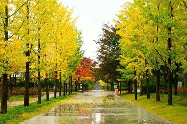 Những địa điểm ngắm lá vàng mùa thu ở Seoul
