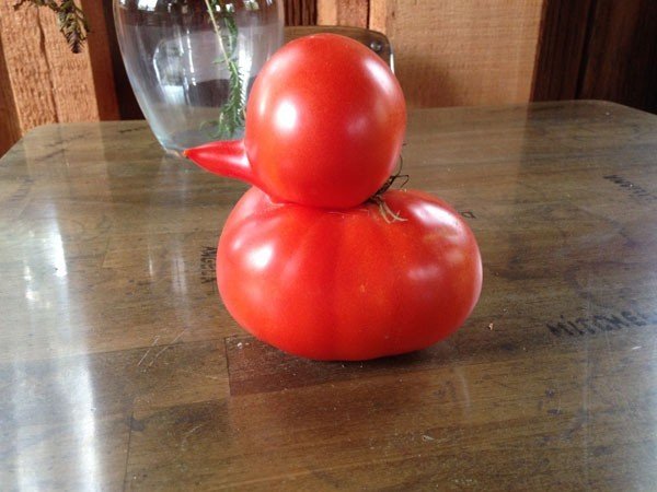 Quả cà chua có hình dáng y hệt 1 chú vịt nhỏ