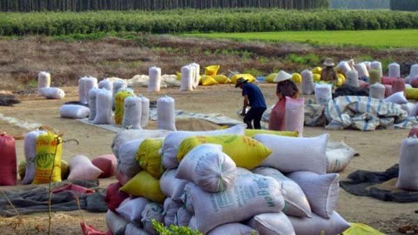 Có cơ sở để tin giá gạo sẽ tăng vào cuối năm