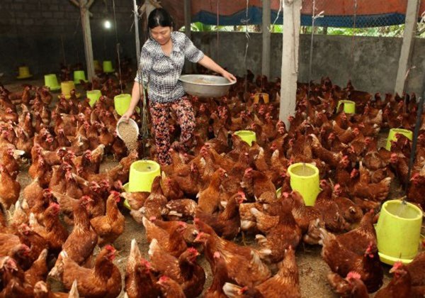 Người chăn nuôi lãi... 2.000 đồng/ con gà