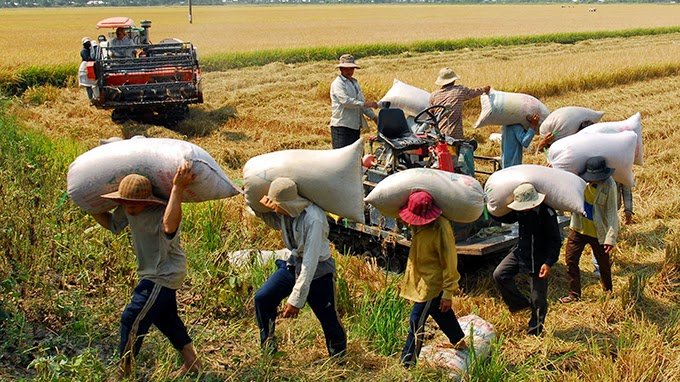 Sản lượng lúa của cả nước năm nay ước đạt hơn 45 triệu tấn