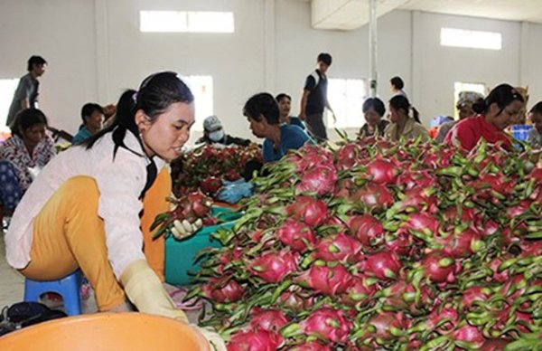 Trái cây Thái ‘mượn’ Việt Nam tiến vào Trung Quốc
