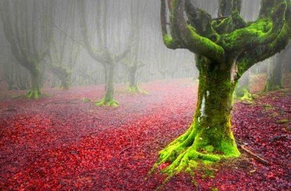 Cảnh đẹp mơ màng cuối thu trên thế giới