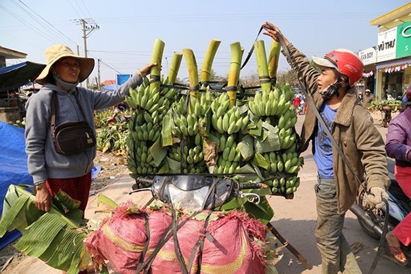 Quảng Trị: “Thuế” nặng được gỡ, tiểu thương tiếp tục thu mua chuối cho nông dân