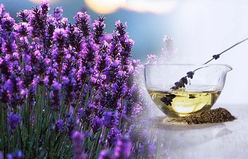 Các công dụng tuyệt vời của tinh dầu lavender