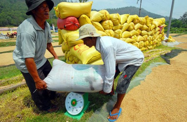 Giá lúa tăng trở lại