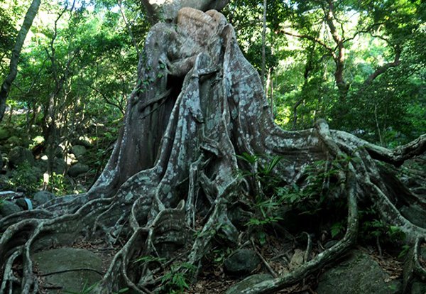 Chiêm ngưỡng cây đa độc nhất vô nhị ở bán đảo Sơn Trà