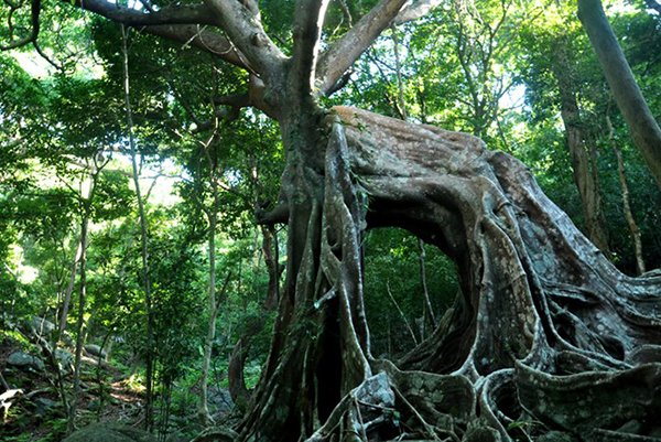 Chiêm ngưỡng cây đa độc nhất vô nhị ở bán đảo Sơn Trà