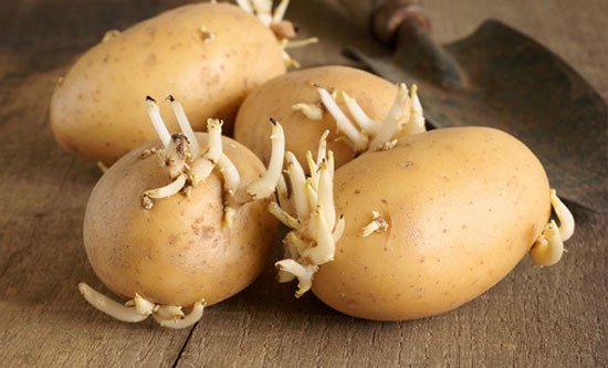 5 ‘không’ khi ăn khoai tây để ít nguy hại với sức khỏe