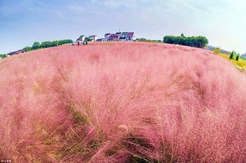 Cánh đồng cỏ hồng đẹp như mơ
