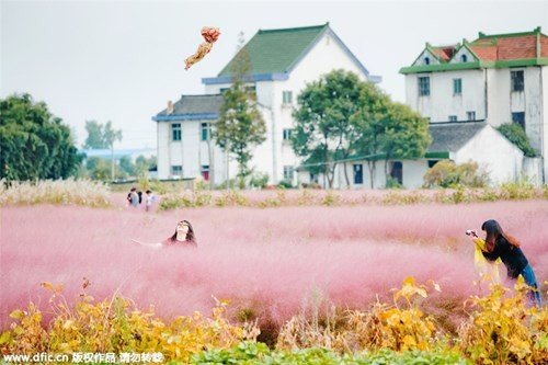 Cánh đồng cỏ hồng đẹp như mơ