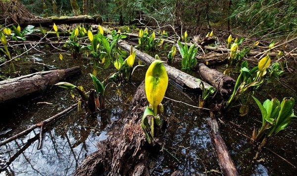 Kì lạ loài hoa cứ đâm chồi là khiến băng tan thành nước