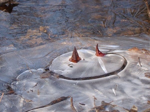 Kì lạ loài hoa cứ đâm chồi là khiến băng tan thành nước