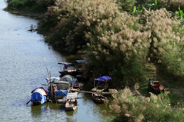 Bạt ngàn sắc cỏ lau hai bên bờ sông Hồng