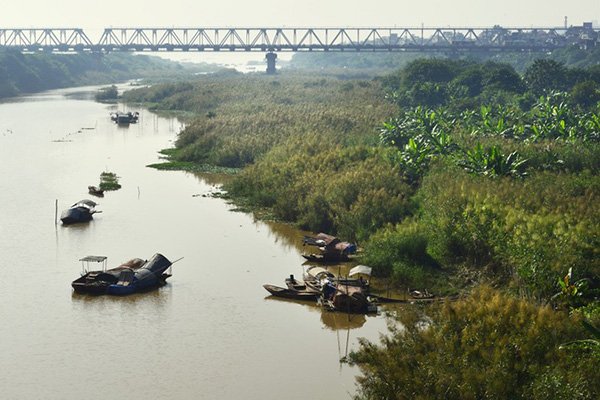 Bạt ngàn sắc cỏ lau hai bên bờ sông Hồng