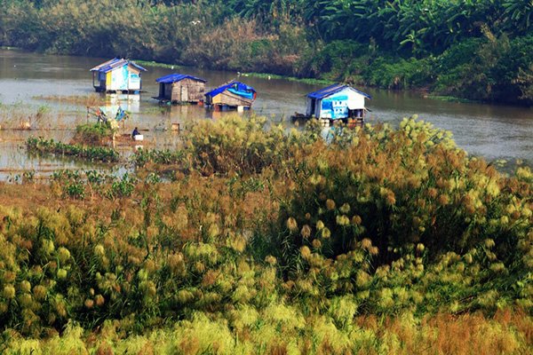 Bạt ngàn sắc cỏ lau hai bên bờ sông Hồng