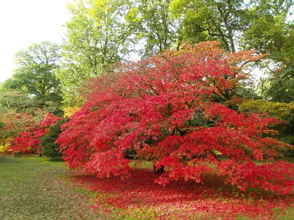 Westonbirt Arboretum - thiên đường mùa thu nước Anh