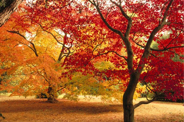 Westonbirt Arboretum - thiên đường mùa thu nước Anh