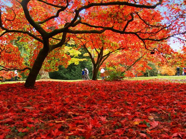 Westonbirt Arboretum - thiên đường mùa thu nước Anh