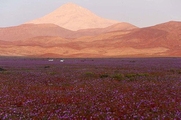 Cả rừng hoa bỗng mọc lên ở sa mạc khô hạn nhất thế giới