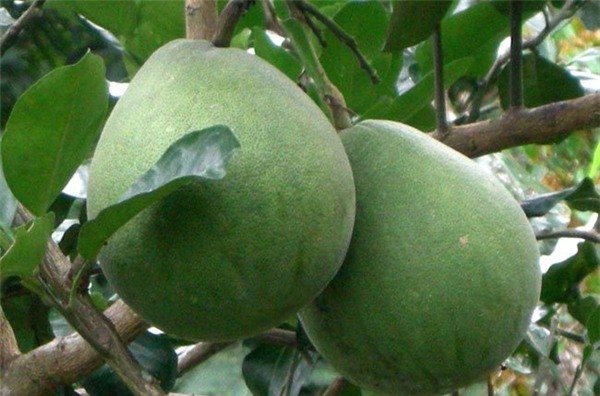 Bật mí cách chọn bưởi ngon