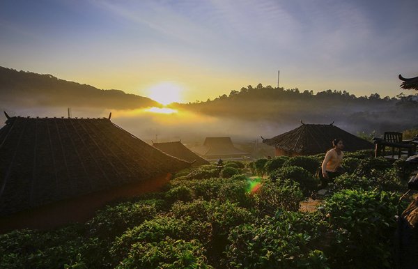 Vẻ đẹp như tranh vẽ của ngôi làng trên đồi chè ở Thái Lan