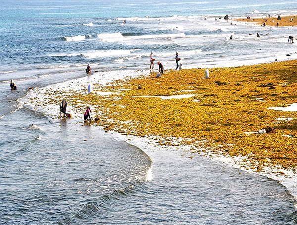Phong cảnh thơ mộng trên đảo Lý Sơn