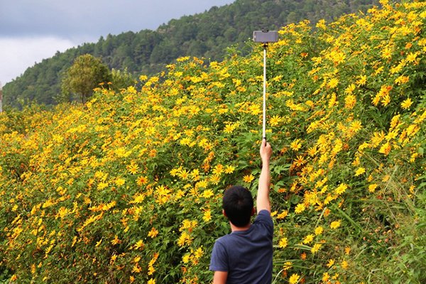 Dã quỳ nhuộm vàng xứ cao nguyên