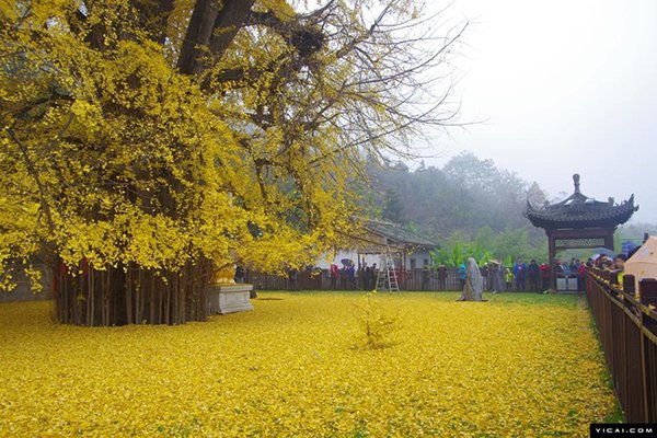 Cây 'vàng' 1.400 năm tuổi ở Trung Quốc