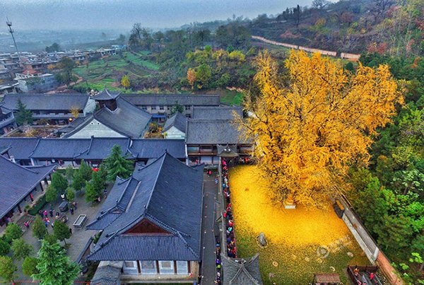 Cây 'vàng' 1.400 năm tuổi ở Trung Quốc