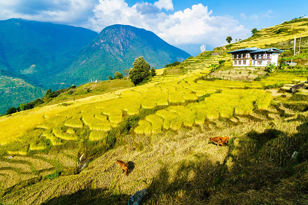 Những khoảnh khắc tuyệt đẹp ở xứ sở cổ tích Bhutan