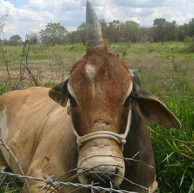Kinh ngạc chú bò có chiếc sừng lớn trên đầu giống như kỳ lân