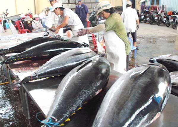 Cá ngừ Việt Nam nhập khẩu vào Mỹ bị kiểm tra 100%