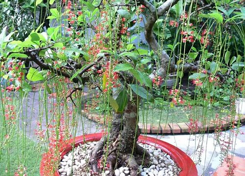 Những cây cảnh phải trồng trong nhà để "tiền vào như nước"