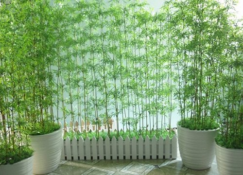 Những cây cảnh phải trồng trong nhà để "tiền vào như nước"