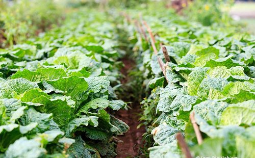 Nàng tiên còn say giấc ở Lâm Đồng