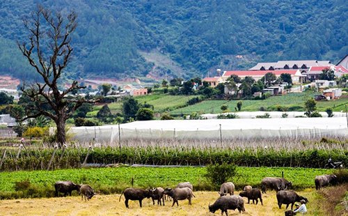 Nàng tiên còn say giấc ở Lâm Đồng