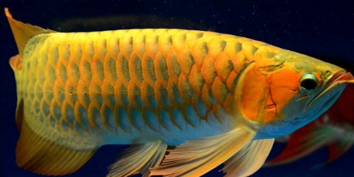 Điểm danh những loại cá bán đắt "như vàng" ở Việt Nam