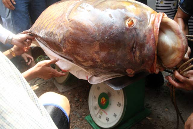 Điểm danh những loại cá bán đắt "như vàng" ở Việt Nam