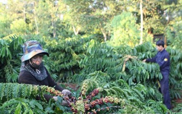 Thu hoạch cà phê niên vụ 2014-2015: Rớt thảm cả giá lẫn lượng