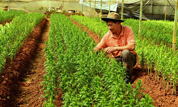Trồng 25,6 triệu cành lily cung cấp thị trường Tết