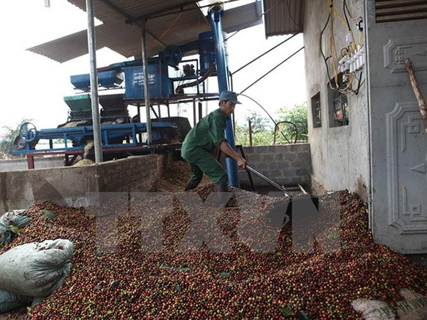 Thu hoạch cà phê niên vụ 2014-2015: Rớt thảm cả giá lẫn lượng