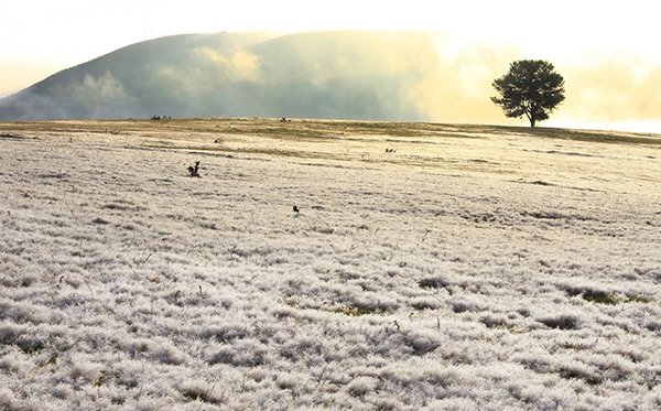 Đến cánh đồng tuyết trắng đẹp mê hồn ở Đà Lạt dịp Tết dương lịch